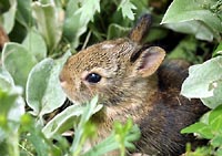 Rabbit