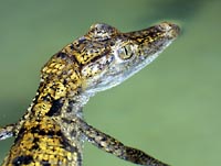 Cayman