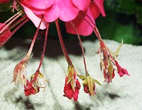 Droopy flowers