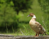 Feral duck