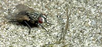 House fly