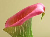Cala lily