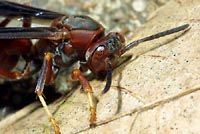 Paper wasp