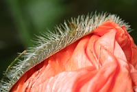 Poppy flower bud