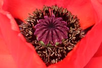 Poppy seeds