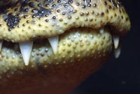 Kayman teeth
