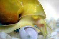 Snail named Uzi