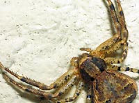 Crab spider
