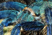 Blue tarantula