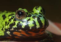 Toad face