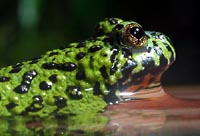 Toad side