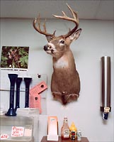 mounted deer
      half