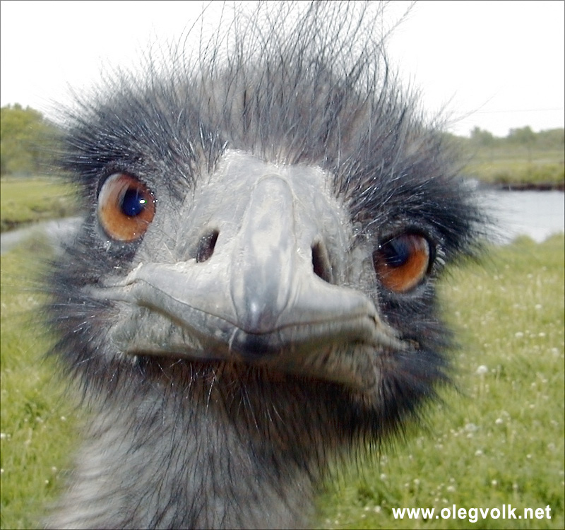 emu.jpg