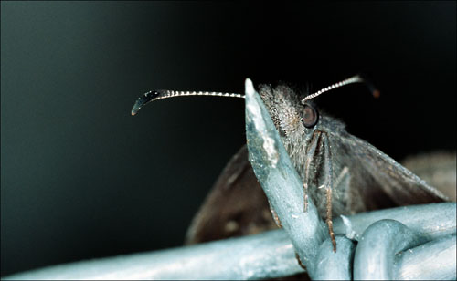 Insects in
      love