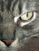 Eye of a cat