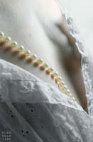 Pearl Beads