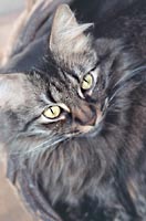 This cat owns a flower shop